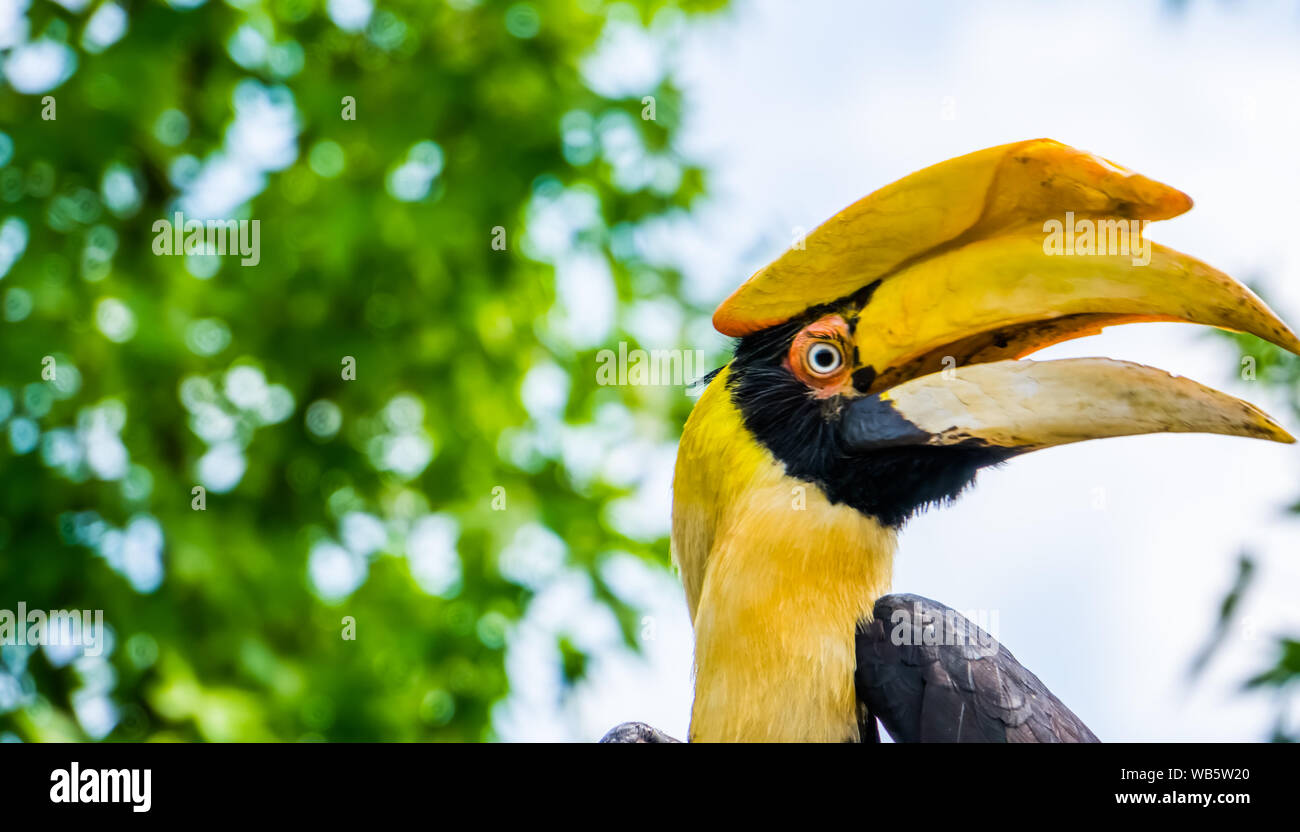 Primo piano del volto di una grande hornbill indiano, bello e colorato uccello, vulnerabile specie animale da Asia Foto Stock