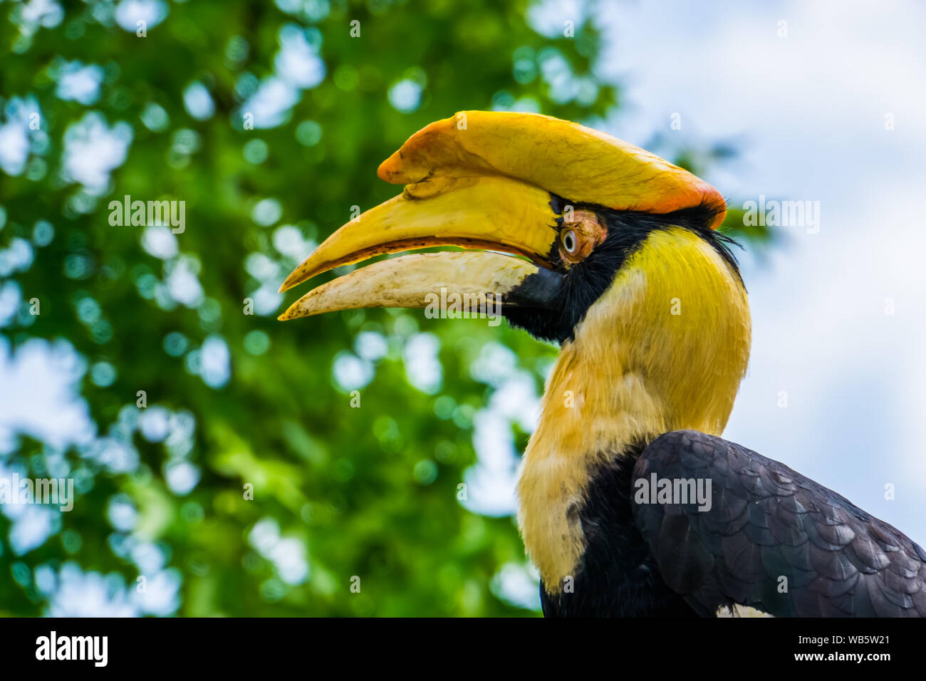 Bella vista dettagliata del volto di un grande hornbill indiano bird, vulnerabile specie animale da Asia Foto Stock