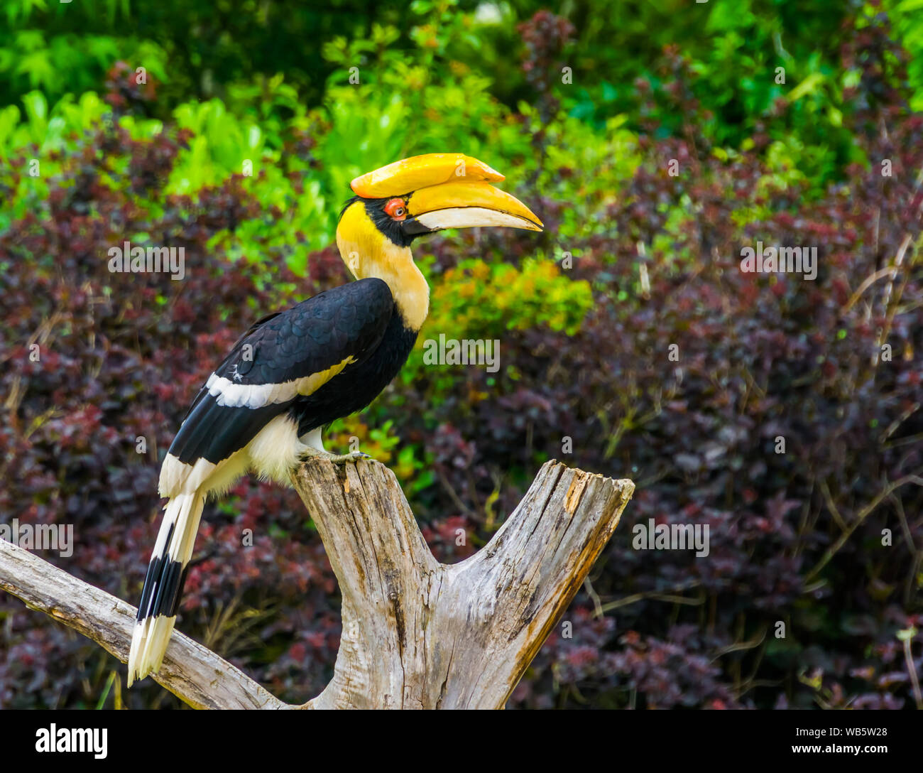 Great Indian hornbill bird seduto su un albero superiore, tropicale e vulnerabile specie animale da Asia Foto Stock