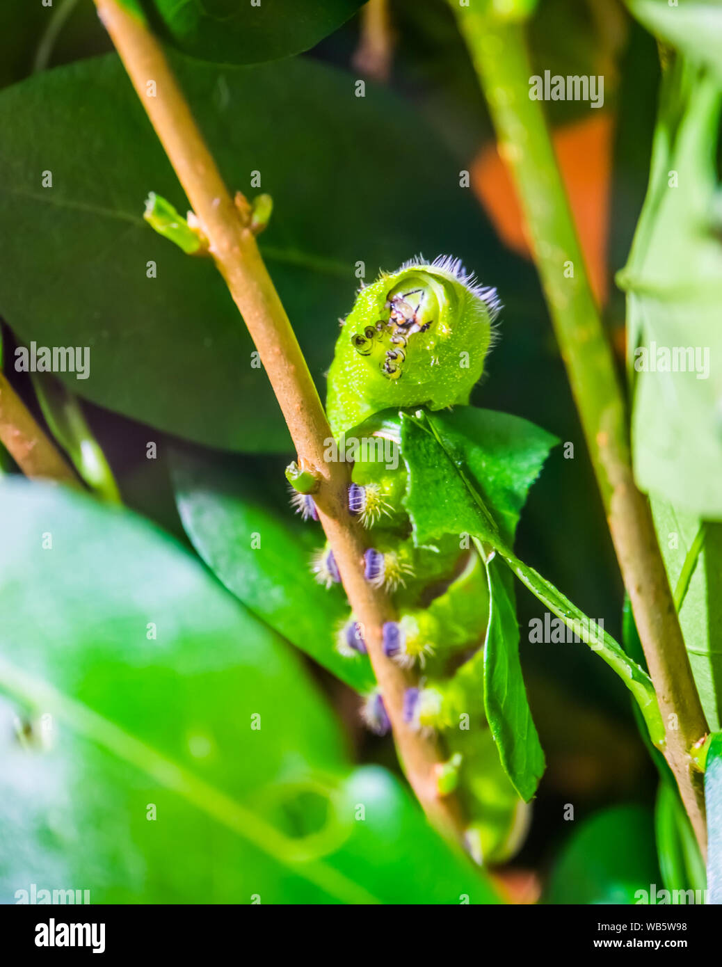 Bellissime macro closeup di lebeau silk moth caterpillar camminando su un ramo, butterfly nella fase larvale e tropicale di specie di insetti dall America Foto Stock