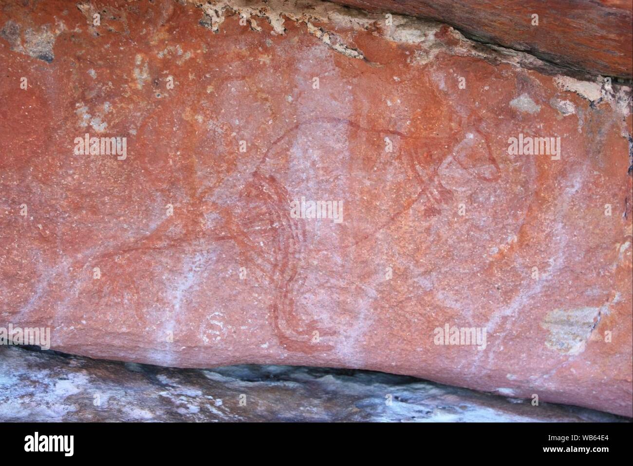 Inizio X-ray wallaby Foto Stock