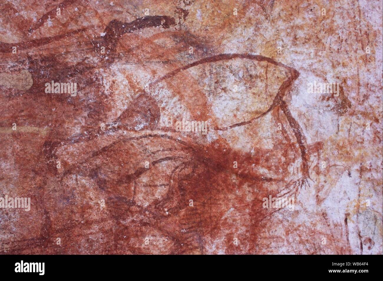 Inizio X-ray bird Foto Stock