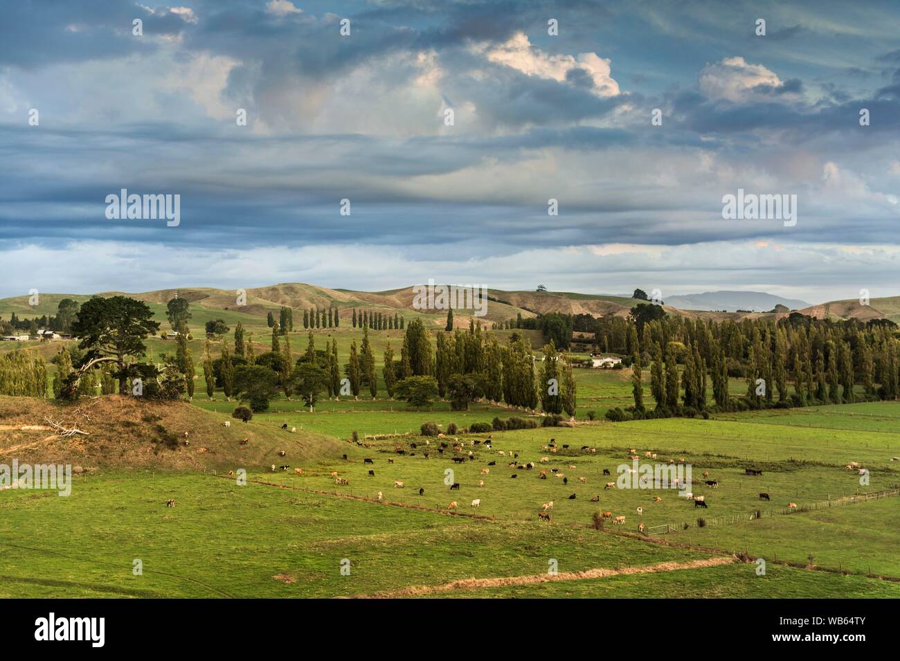 Pascoli con le mucche e gli alberi nel lontano nord distretto, Northland, Isola del nord della Nuova Zelanda Foto Stock