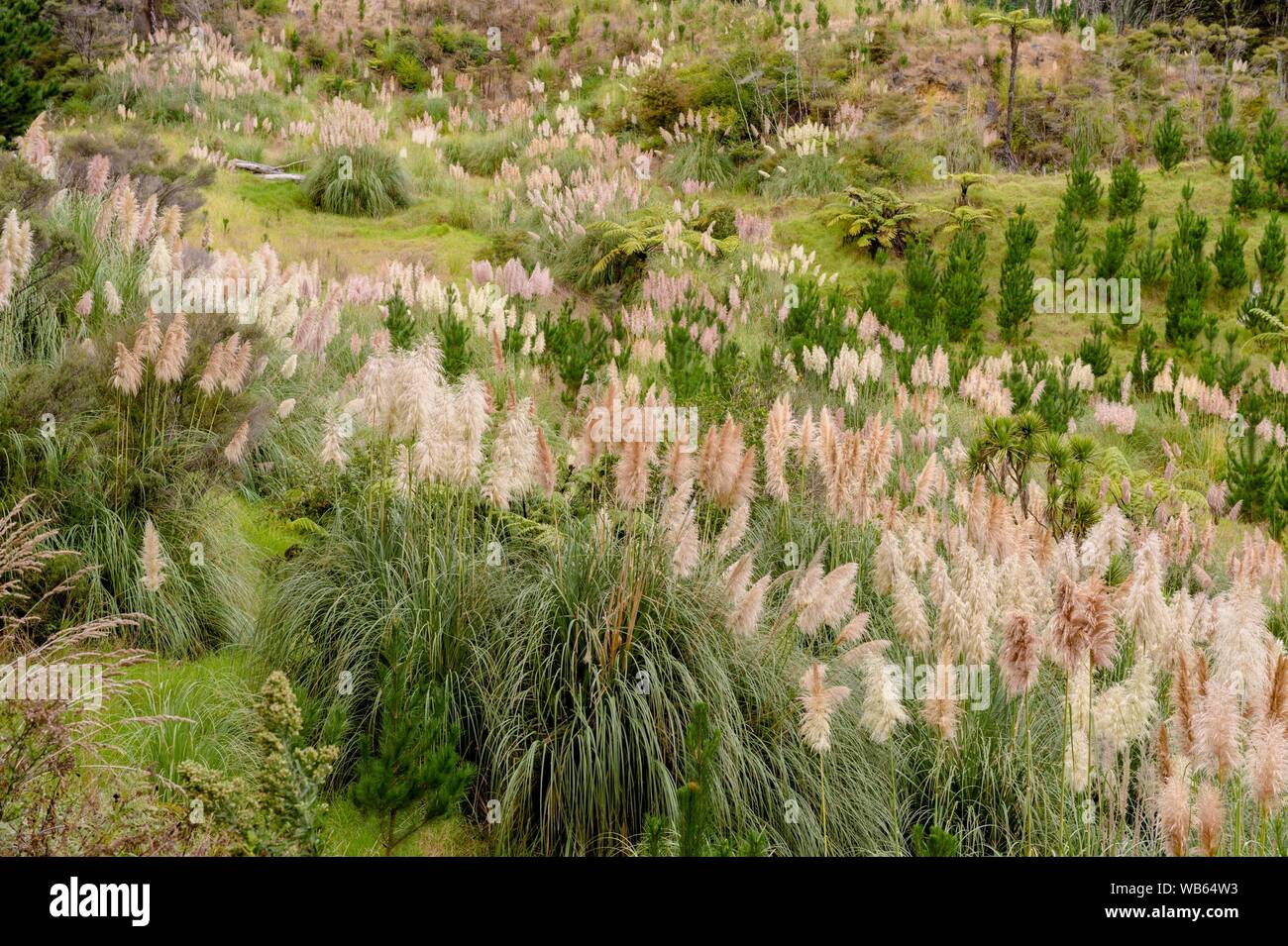 Paesaggio naturale con Cortaderia (Cortaderia) nel lontano nord distretto, Isola del nord, Nuova Zelanda Foto Stock