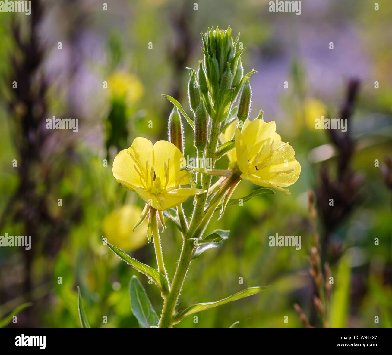Enagra (Oenothera biennis), fiore, riserva naturale Isarauen, Alta Baviera, Baviera, Germania Foto Stock