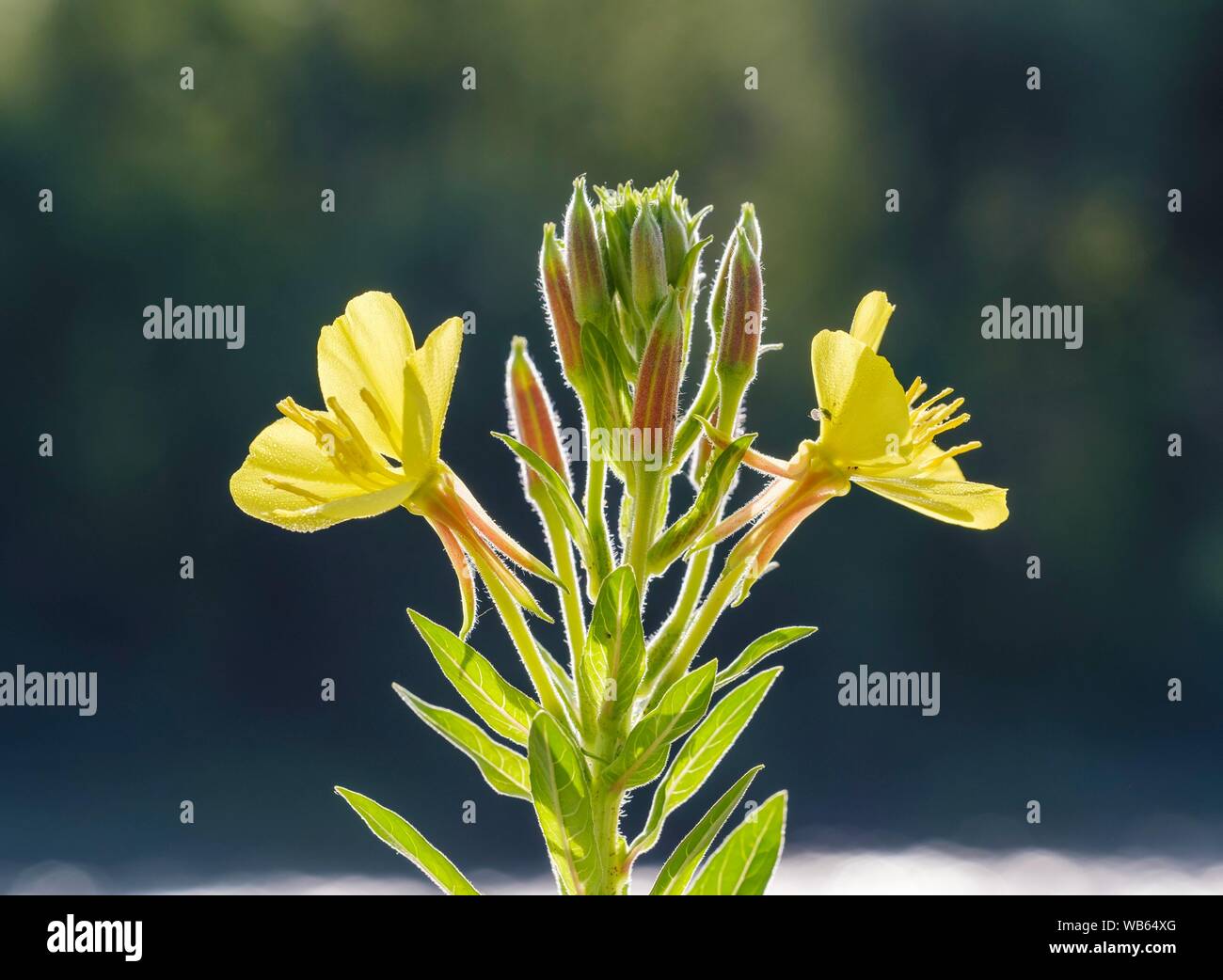 Enagra (Oenothera biennis), fiore, riserva naturale Isarauen, Alta Baviera, Baviera, Germania Foto Stock