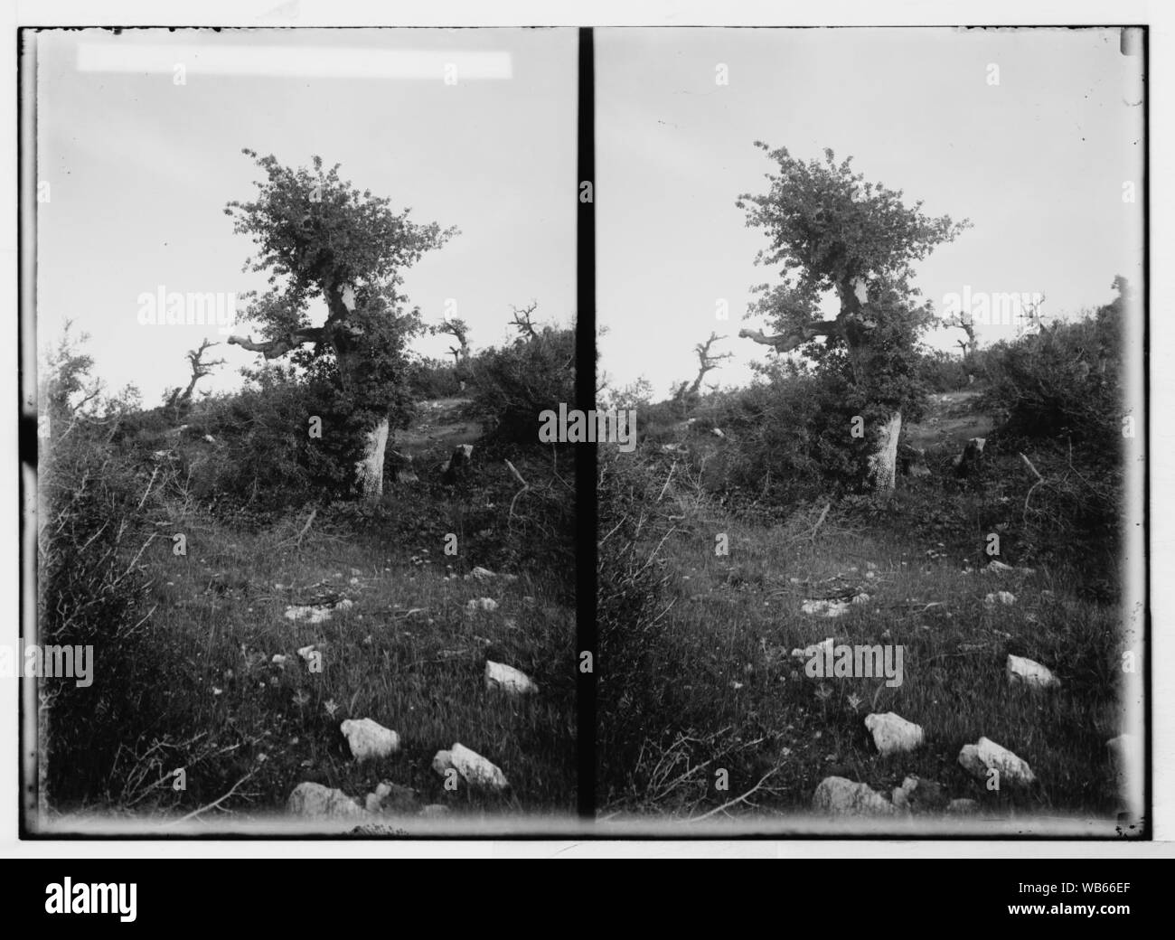 A est del Giordano e il Mar Morto. Tipico di quercia di foresta, Ajlun Foto Stock