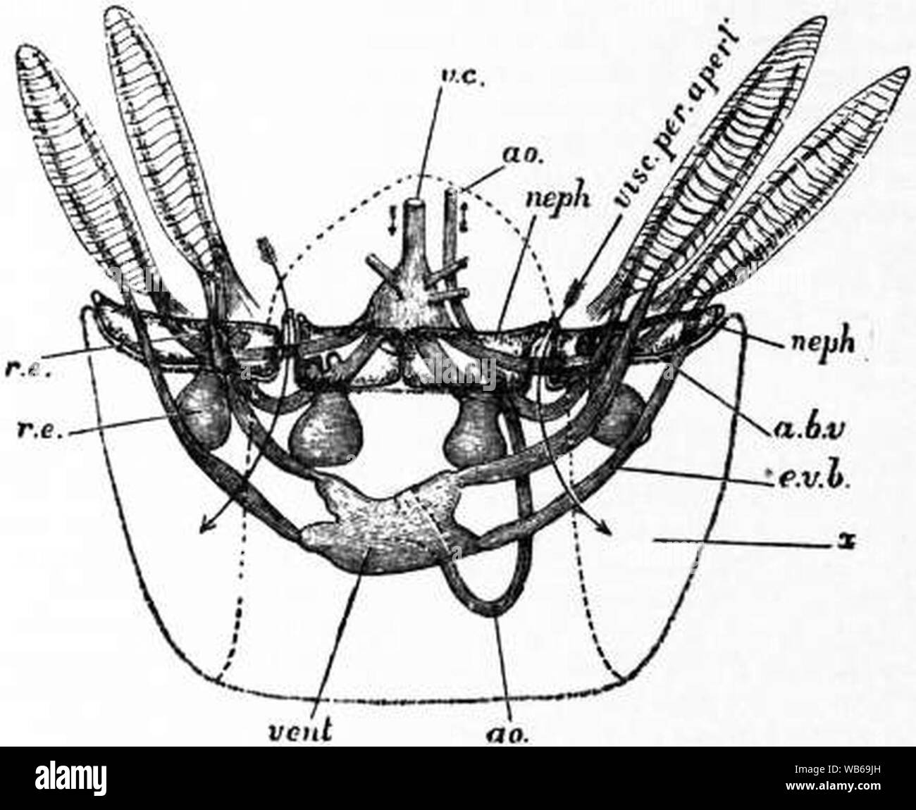 EB1911 Cefalopodi Fig. 11.-Le relazioni dei quattro nephridial sacs viscero-pericardio di cuore e di navi di grandi dimensioni in Nautilus. Foto Stock