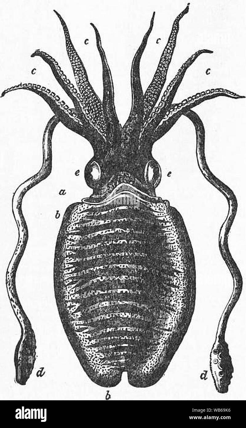 EB1911 Cefalopodi Fig. 15.-Sepia officinalis, L., circa ½ dimensione naturale. Foto Stock