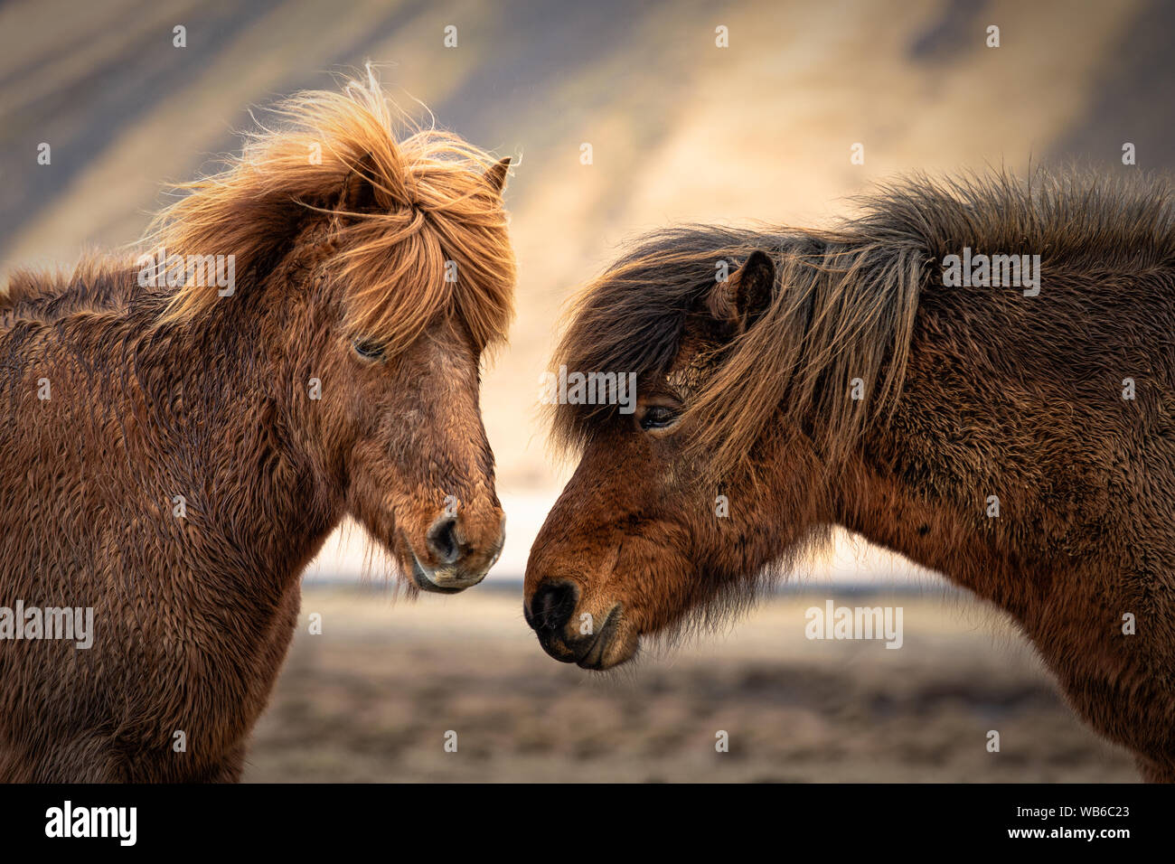Due cavalli islandesi in un pascolo vicino a VIK, Icleand Foto Stock