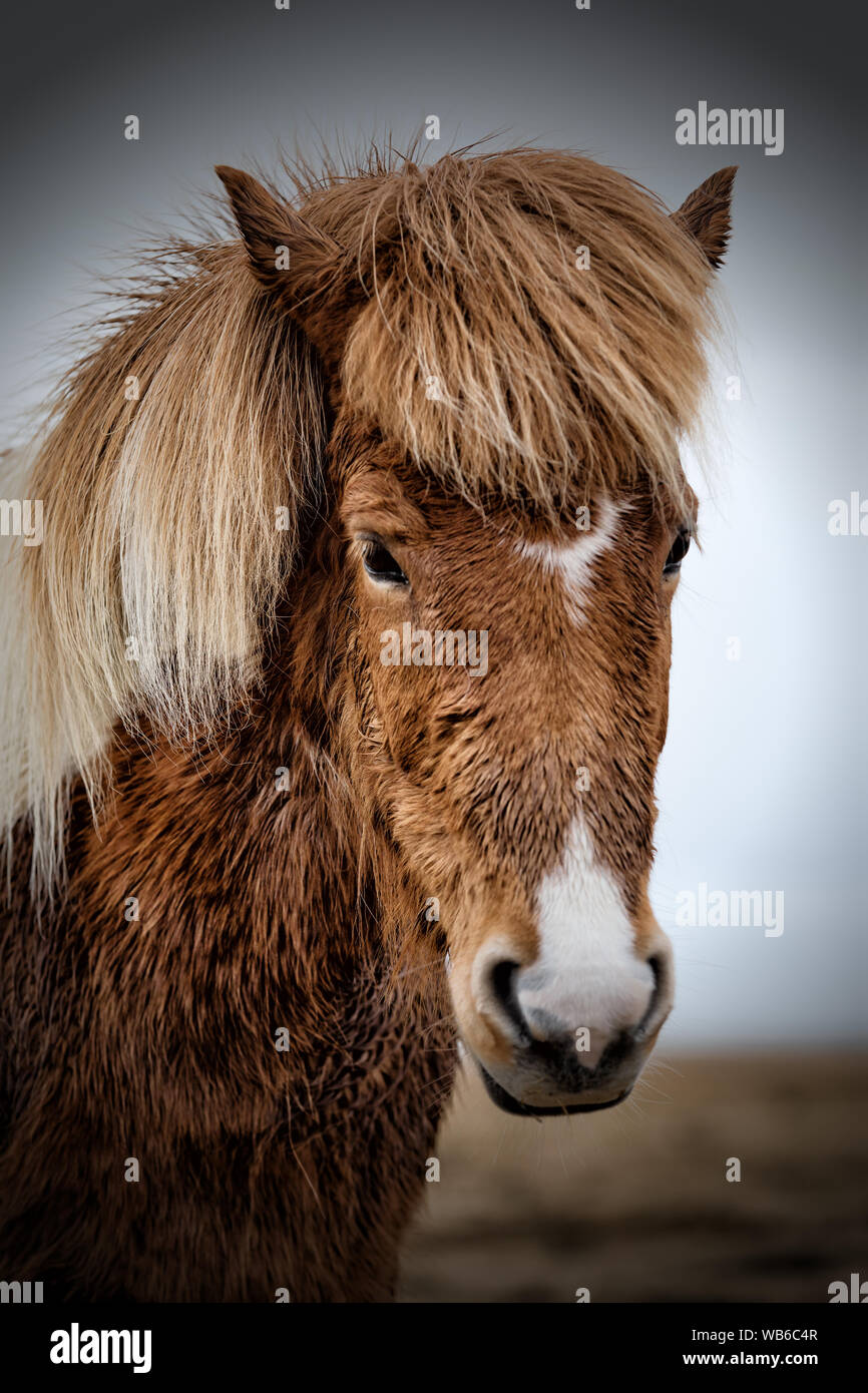 Majestic rappresentare da un cavallo islandese vicino a VIK, Islanda Foto Stock