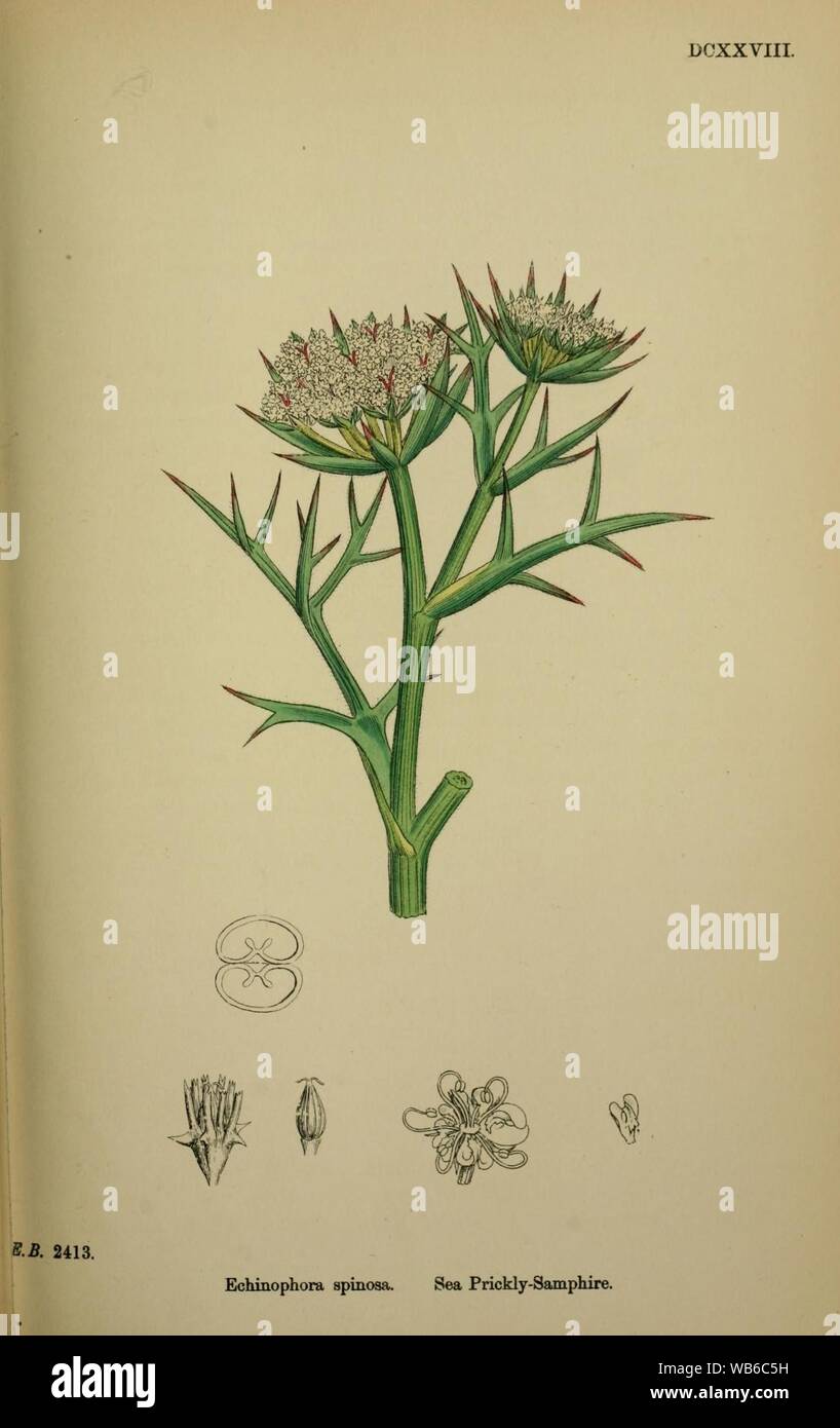 Echinophora Spinosa - Inglese botanica o, figure colorate di piante britannico - vol. 4 (ed. 3) - t. 628. Foto Stock
