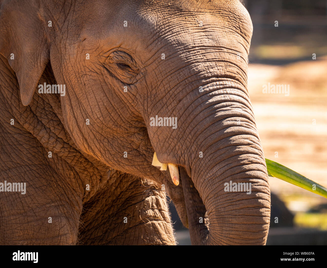 Elefante asiatico, Elephas maximus in pericolo di mangiare in un programma di riproduzione in cattività. Foto Stock