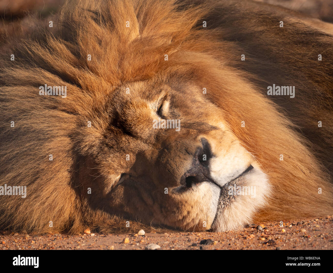 Un maschio di leone, Panthera leo, contenuto e addormentato nel suo composto in un programma di riproduzione in cattività che mostra in prossimità della faccia e mane. Foto Stock