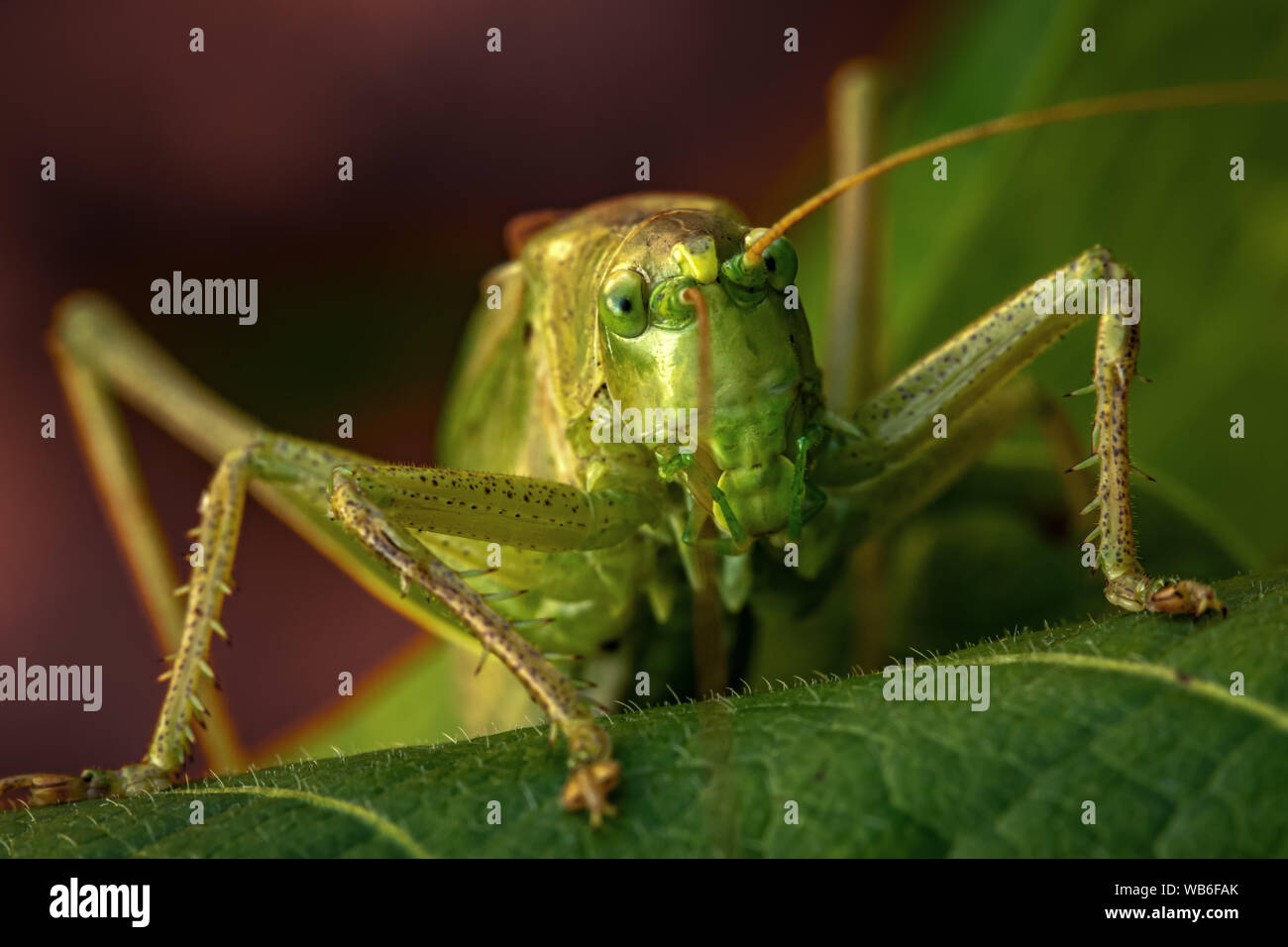 Giardino locust close-up su sfondo verde Foto Stock