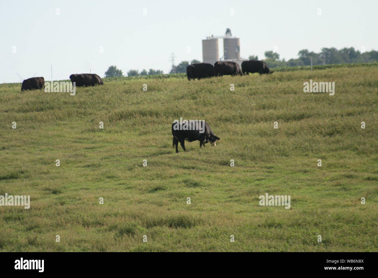 Gamma Open bovini di allevamento Foto Stock