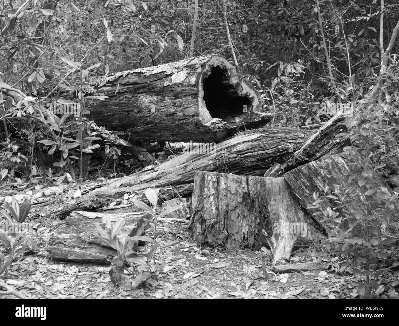 Albero caduto nella contea di Polk porzione di grande canneto National Preserve, U.S. Park area di servizio messi da parte per proteggere le piante e la fauna selvatica in la paludosa grande canneto, una ricca di foreste angolo sud-est del Texas Foto Stock