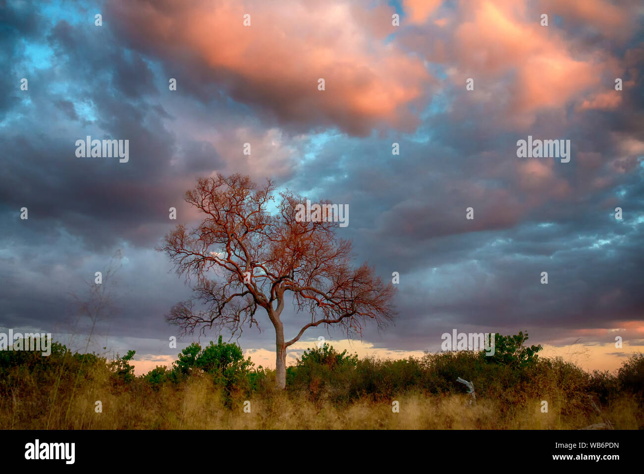 Un albero si accende sotto un tardo pomeriggio sky come il giorno venti ad una estremità nell'Okavango Delta, Botswana, Africa Foto Stock