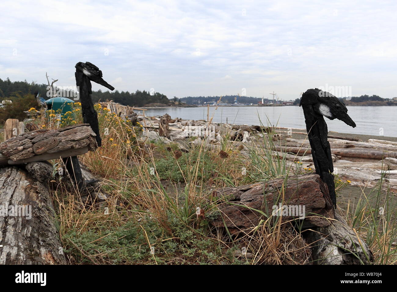 Driftwood Oche del Canada su un nido creato dall'incredibilmente di talento Paolo Lewis Foto Stock