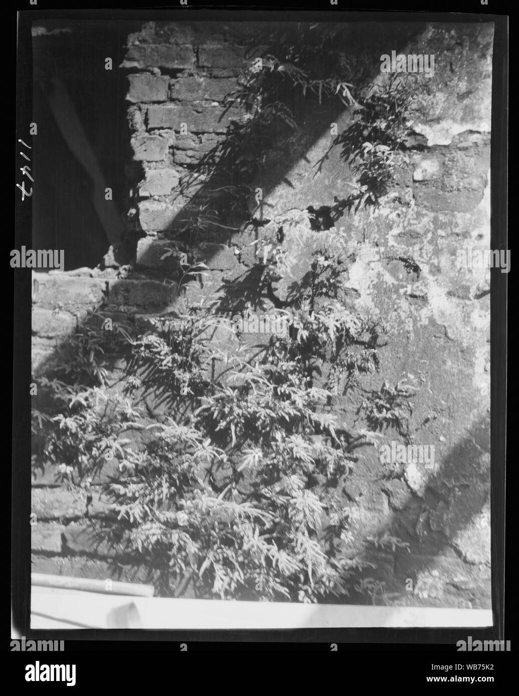 Felci che crescono in una parete, New Orleans o Charleston, Carolina del Sud Abstract/medio: Genthe Arnold, 1869-1942, fotografo. Foto Stock