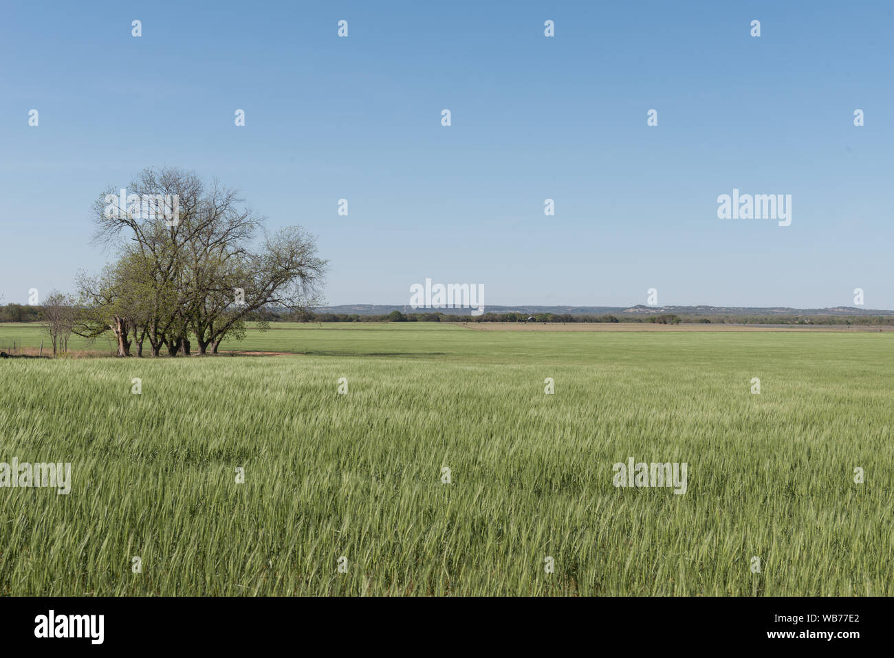 Campo di alta, sventolando in erba Gillespie County, Texas Foto Stock