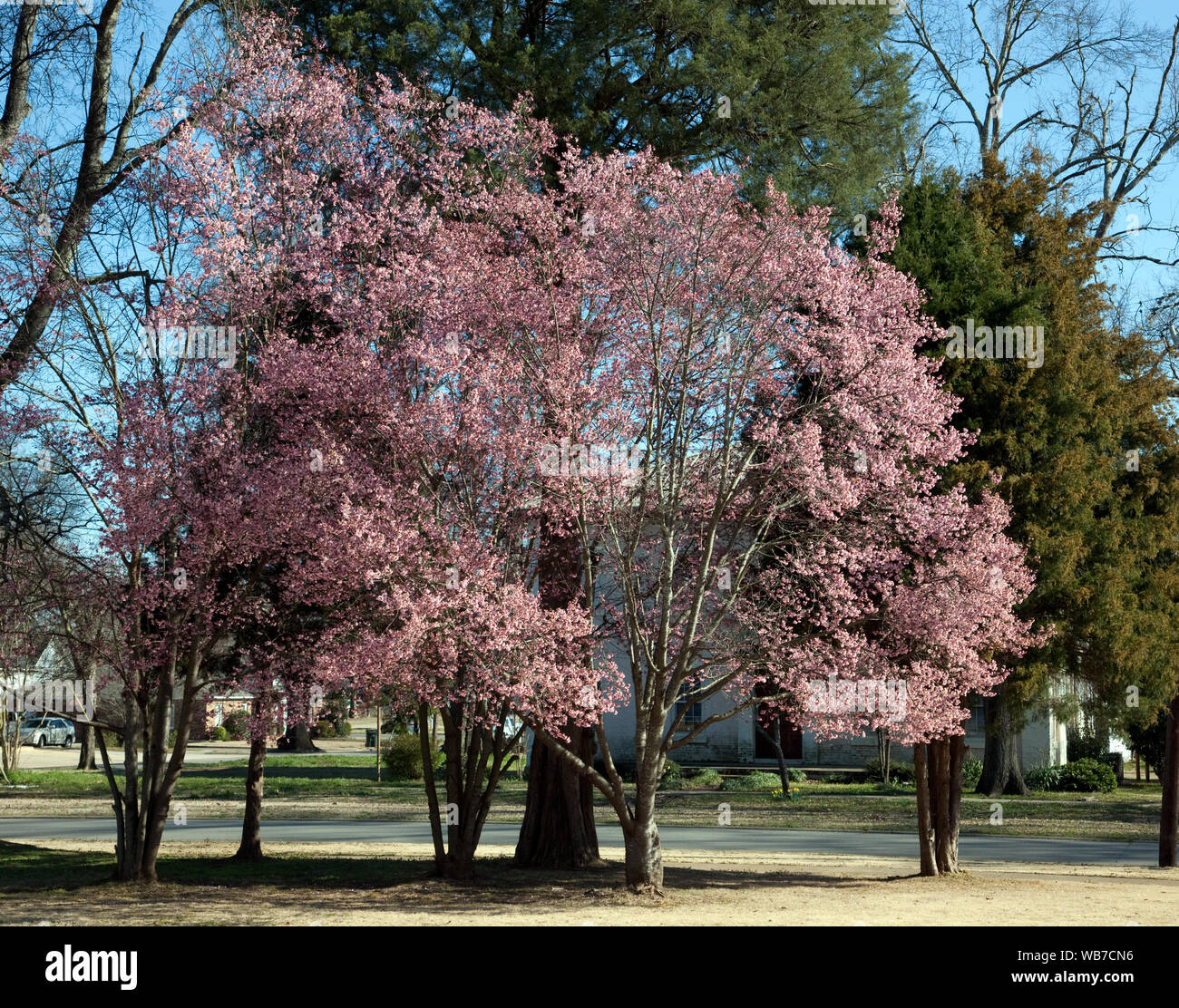 Primi segni di primavera nel parco del Campidoglio in Tuscaloosa, Alabama Foto Stock