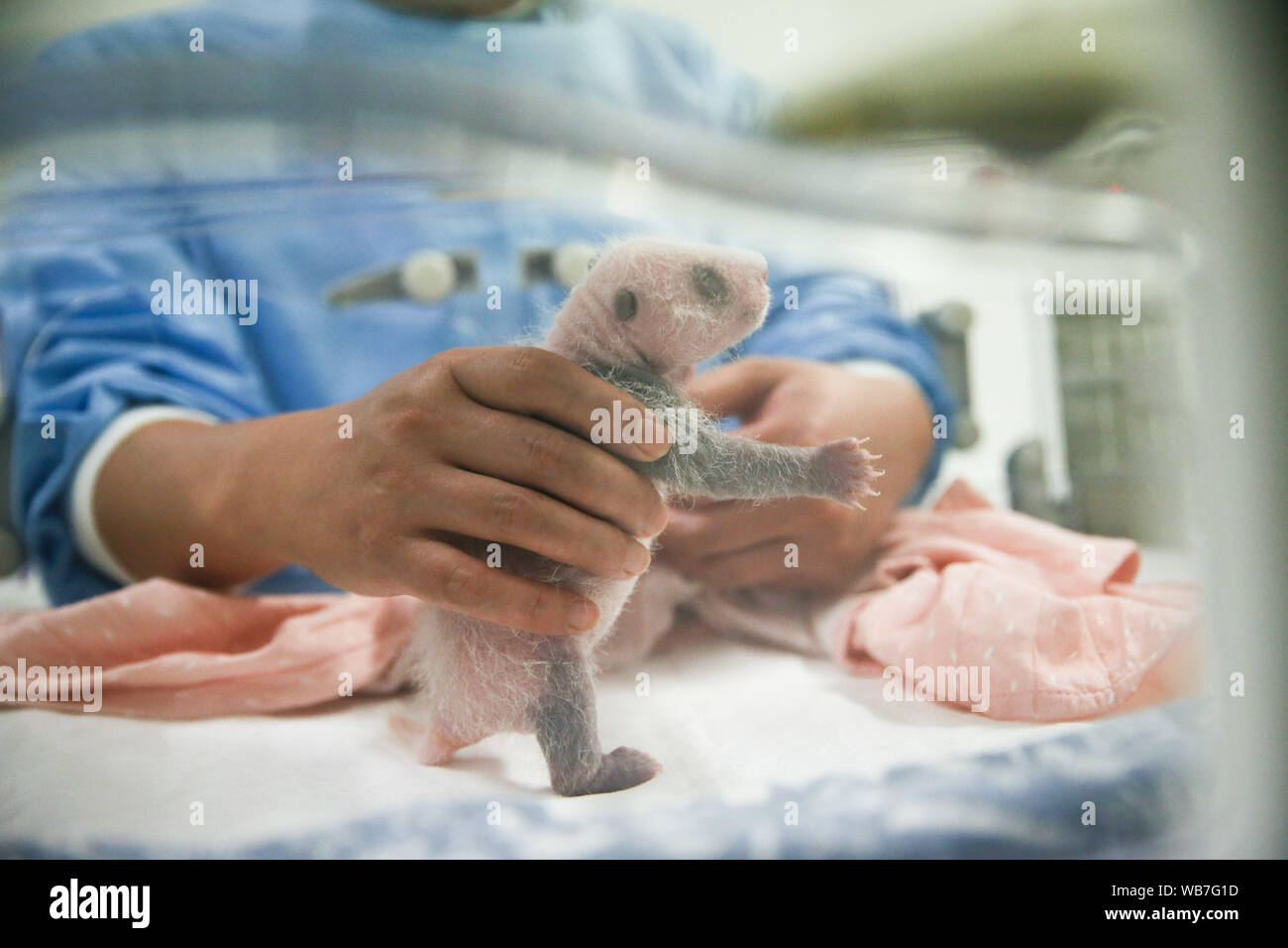 (190825) -- PECHINO, Agosto 25, 2019 (Xinhua) -- un guardiano si prende cura del cucciolo femmina di panda Hao Hao durante una vista supporti a Pairi Daiza zoo a Brugelette, Belgio, 24 agosto 2019. (Xinhua/Zheng Huansong) Foto Stock