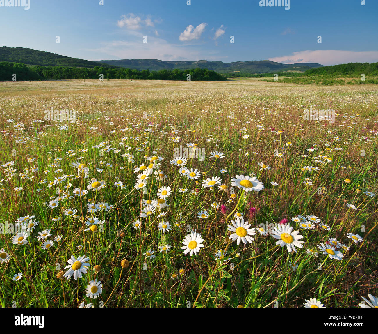 Fiori di Primavera di daisy nel prato. Splendidi paesaggi. Foto Stock