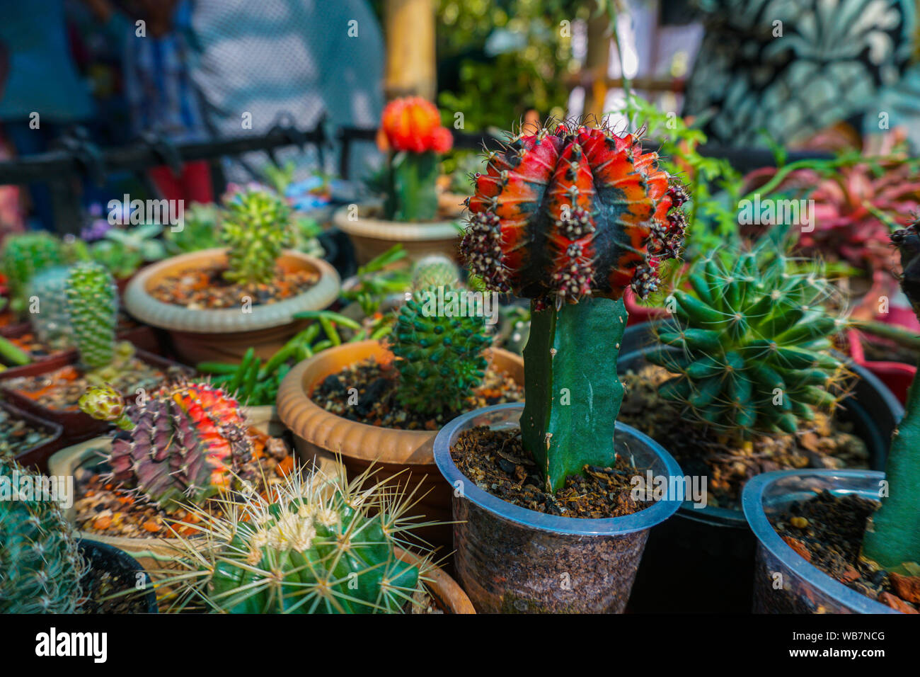 Raccolta di vari cactus e le piante succulente in vasi differenti. Bellissimo giardino di cactus con hardscape. Foto Stock