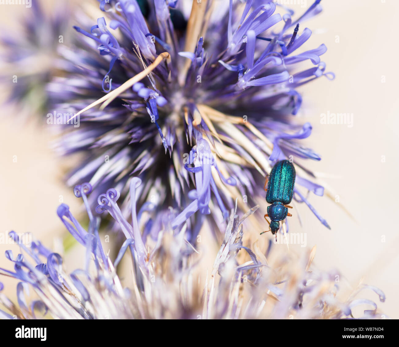 Scarabeo blu – Serena Scardanzan – Agordino