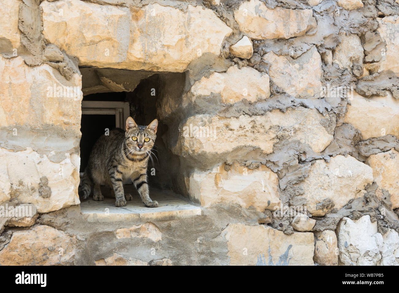 Tabby cat in appoggio in una apertura di una finestra di un muro di pietra Foto Stock