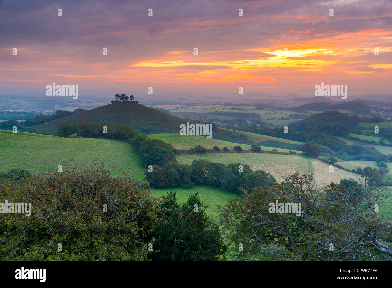 Colmers Hill, Bridport, Dorset, Regno Unito. Il 25 agosto 2019. Regno Unito Meteo. Una nebbiosa alba alla collina Colmers vicino a Bridport in Dorset davanti a un altro caldo giorno di sole sulla banca weekend di vacanza. Credito Foto: Graham Hunt/Alamy Live News Foto Stock