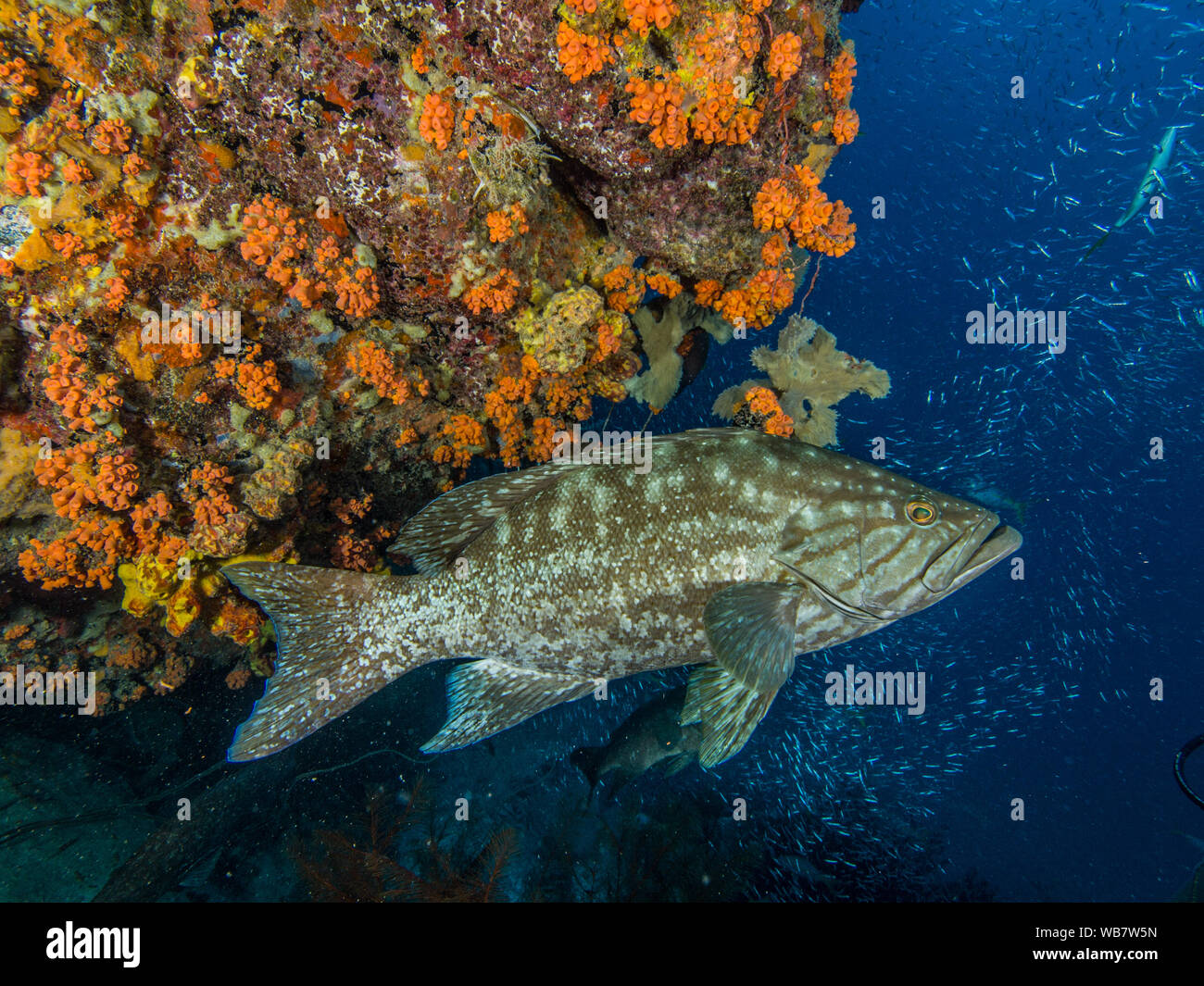 Mycteroperca acutirostrisgrouper, raggruppatore a pettine occidentale - sott'acqua dalle acque più calde dell'Oceano Atlantico occidentale. Los Roques Venezuela Foto Stock