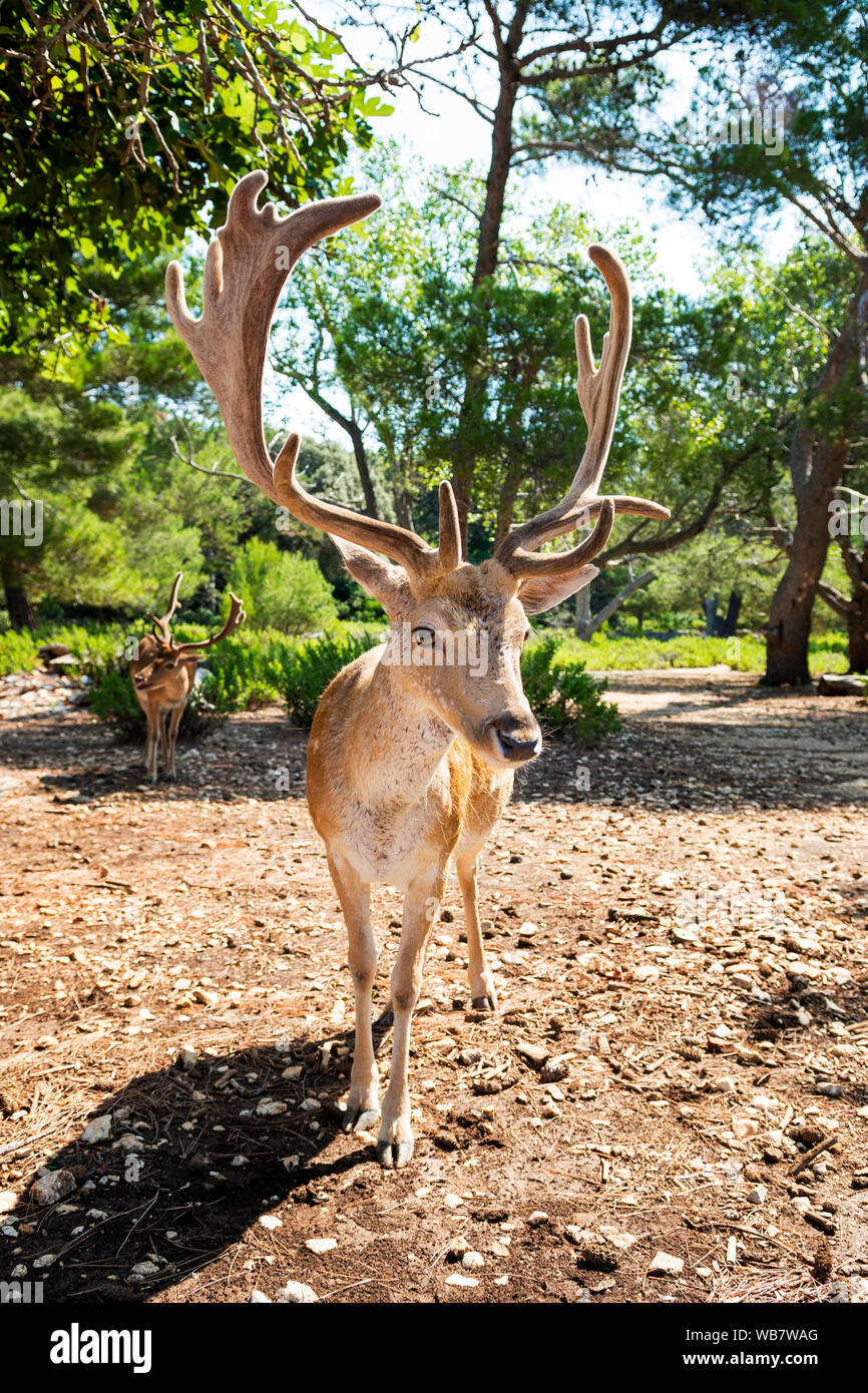 Young Deer guardando direttamente nella fotocamera. Foto scattata sulla Croazia - isola Grgur. Foto Stock