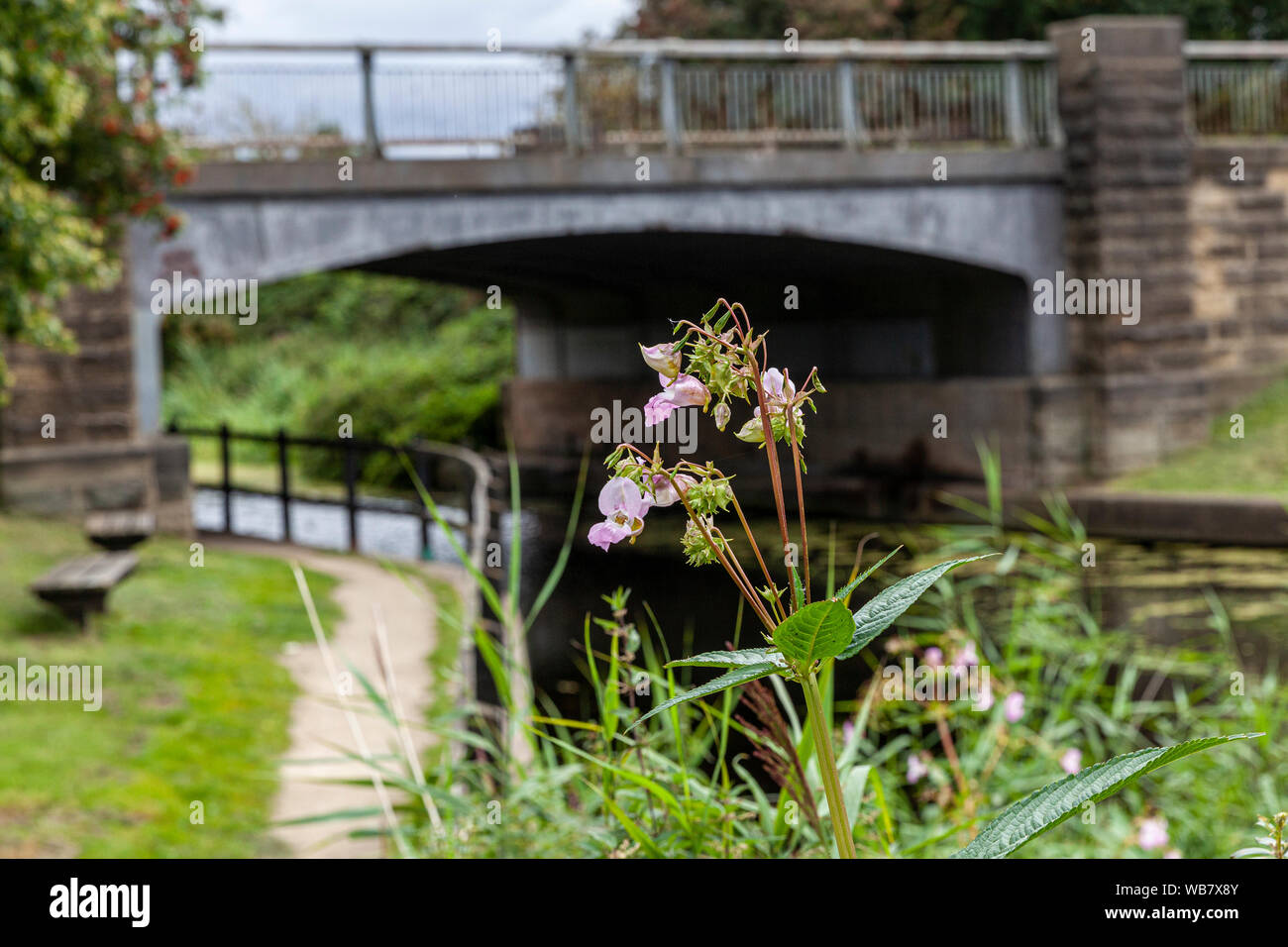 Balsamo himalayana da Selby canal, a bruciare vicino a Selby Yorkshire Foto Stock