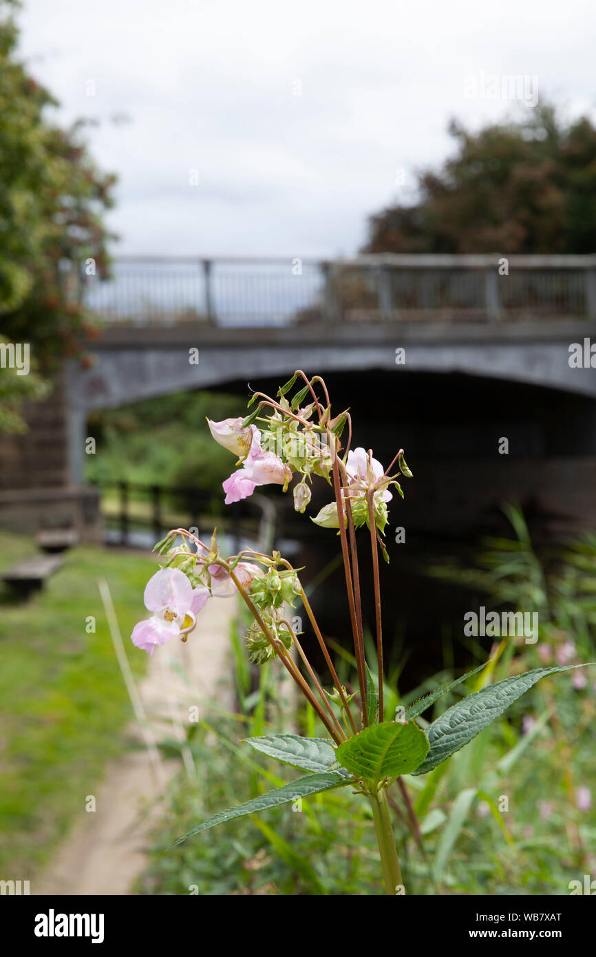 Balsamo himalayana da Selby canal, a bruciare vicino a Selby Yorkshire Foto Stock