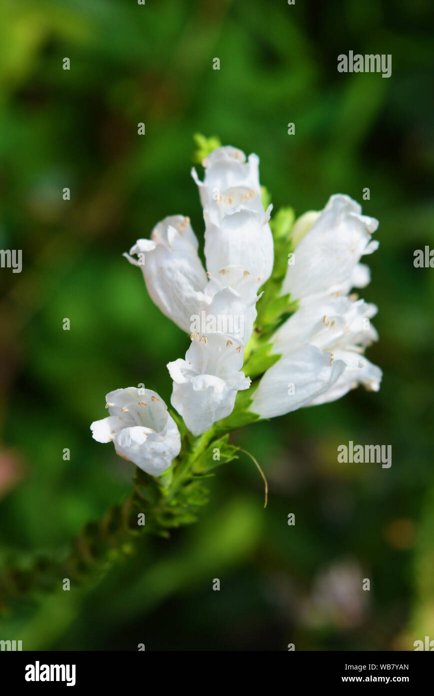 Fiori bianchi perenni di fisostegia sotto forma di piccole campane su sfondo verde a foglia verde, lionshearts o falsi draghi. Foto Stock