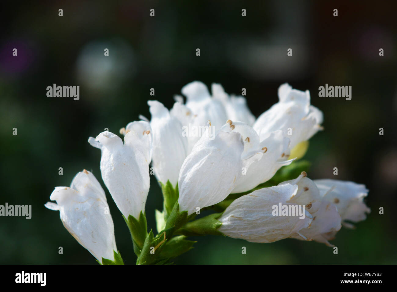 Fiori bianchi perenni di fisostegia sotto forma di piccole campane su sfondo verde a foglia verde, lionshearts o falsi draghi. Foto Stock