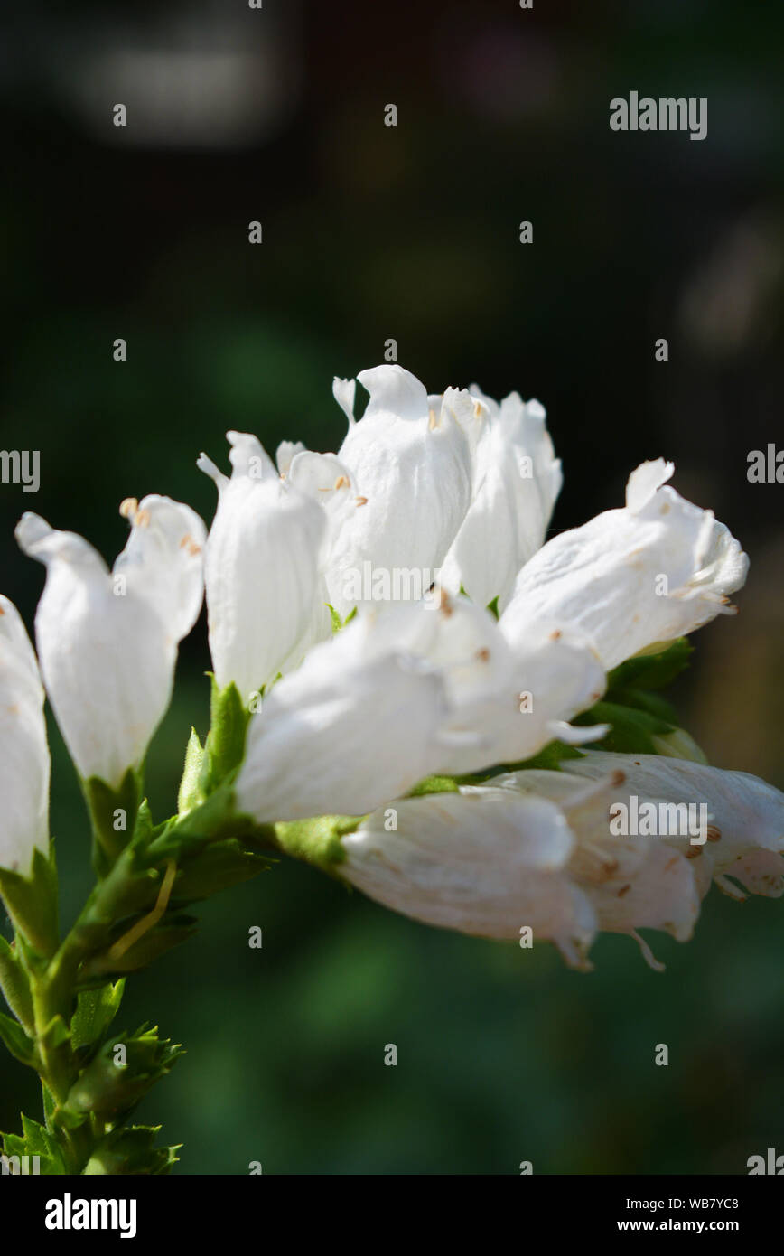 Fiori bianchi perenni di fisostegia sotto forma di piccole campane su sfondo verde a foglia verde, lionshearts o falsi draghi. Foto Stock