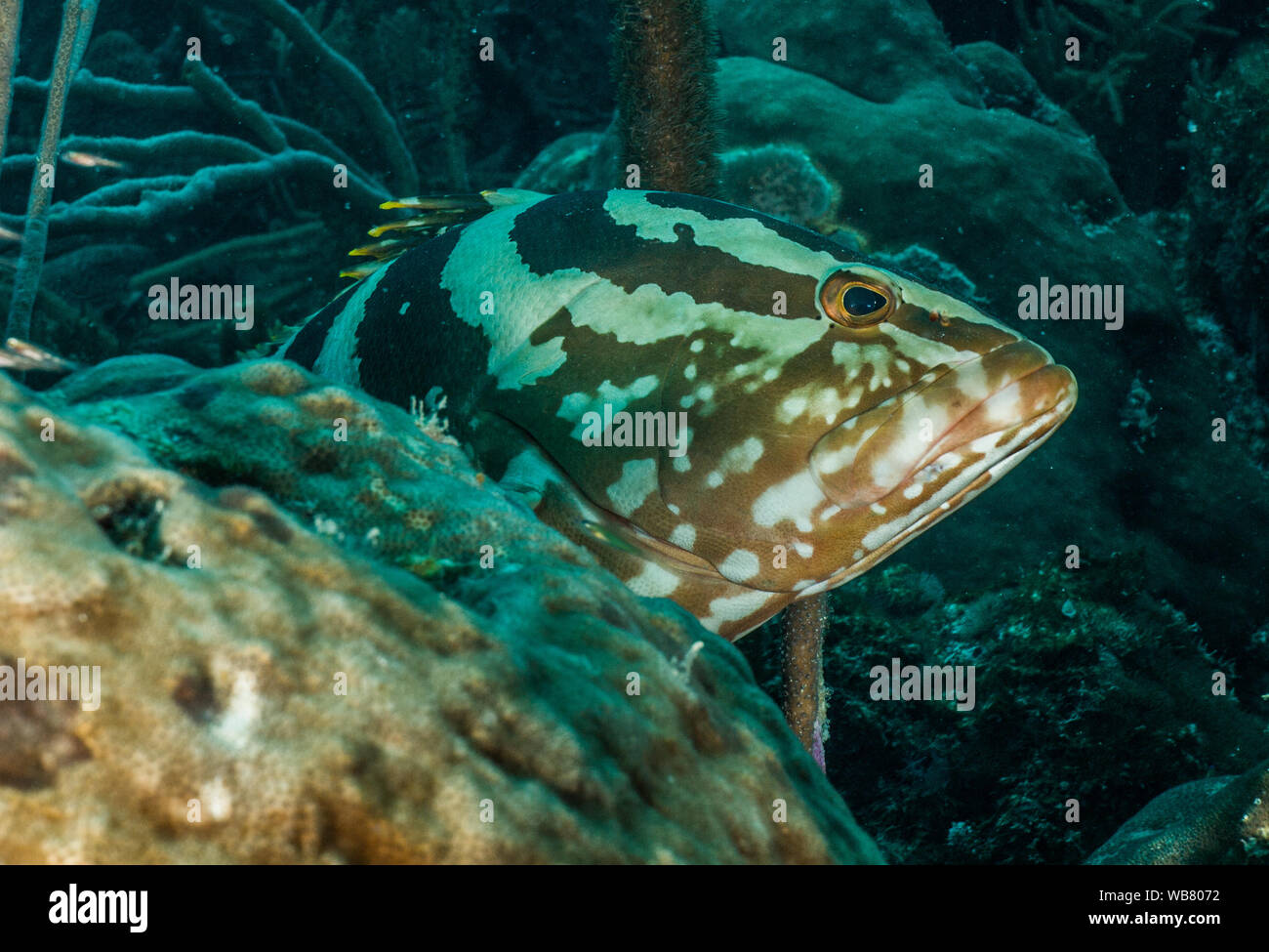 cernie con barriera corallina subacquea mar dei caraibi Foto Stock