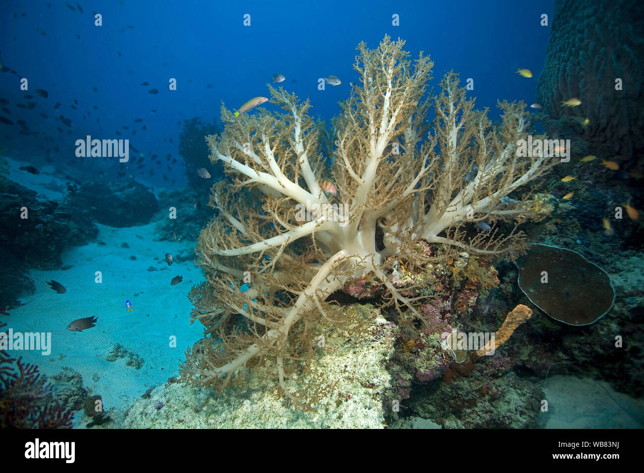 Broccoli Soft Coral (Litophyton arboreum), Cebu, Visayas, Filippine Foto Stock