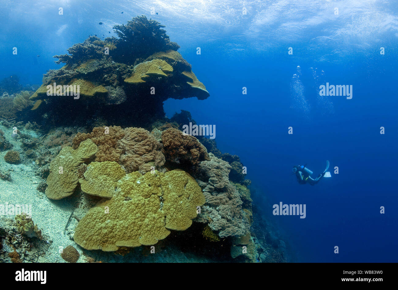 Sommozzatore in una barriera corallina con prevalenza di lobi coralli dei pori (Porites Lobata), Apo- reef, Dumaguete, Negros, Visayas, Filippine Foto Stock