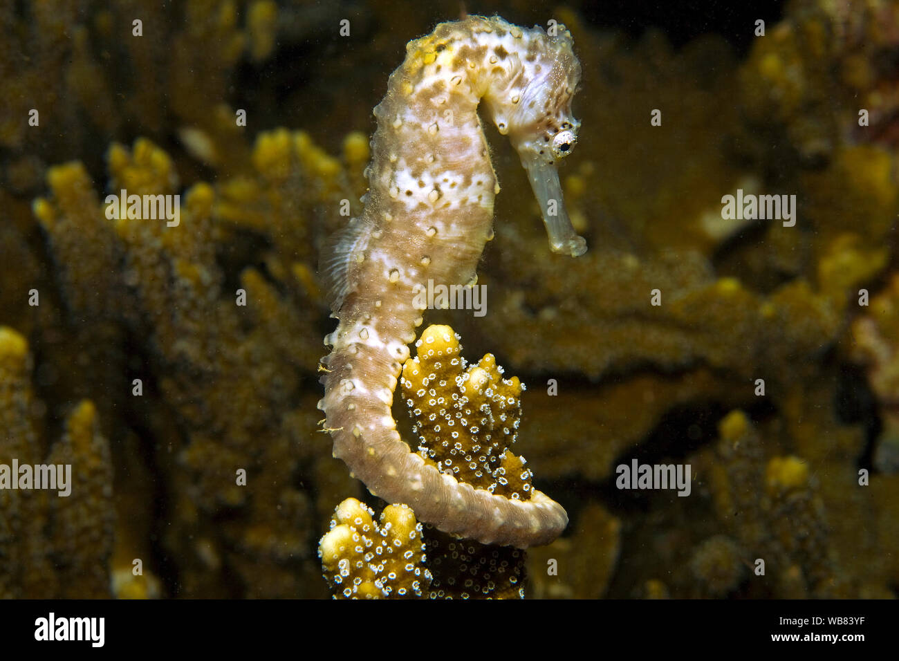 Cavalluccio marino comune (Hippocampus taeniopterus), azienda su pietra di corallo, Malapascua, Cebu, Filippine Foto Stock