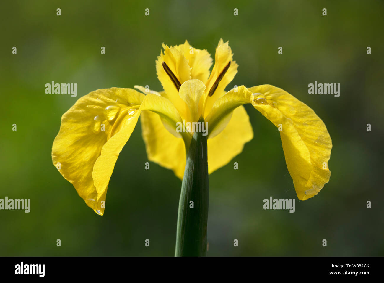 Close-up di bandiera gialla fiore Iris (Iris pseudacorus) Foto Stock