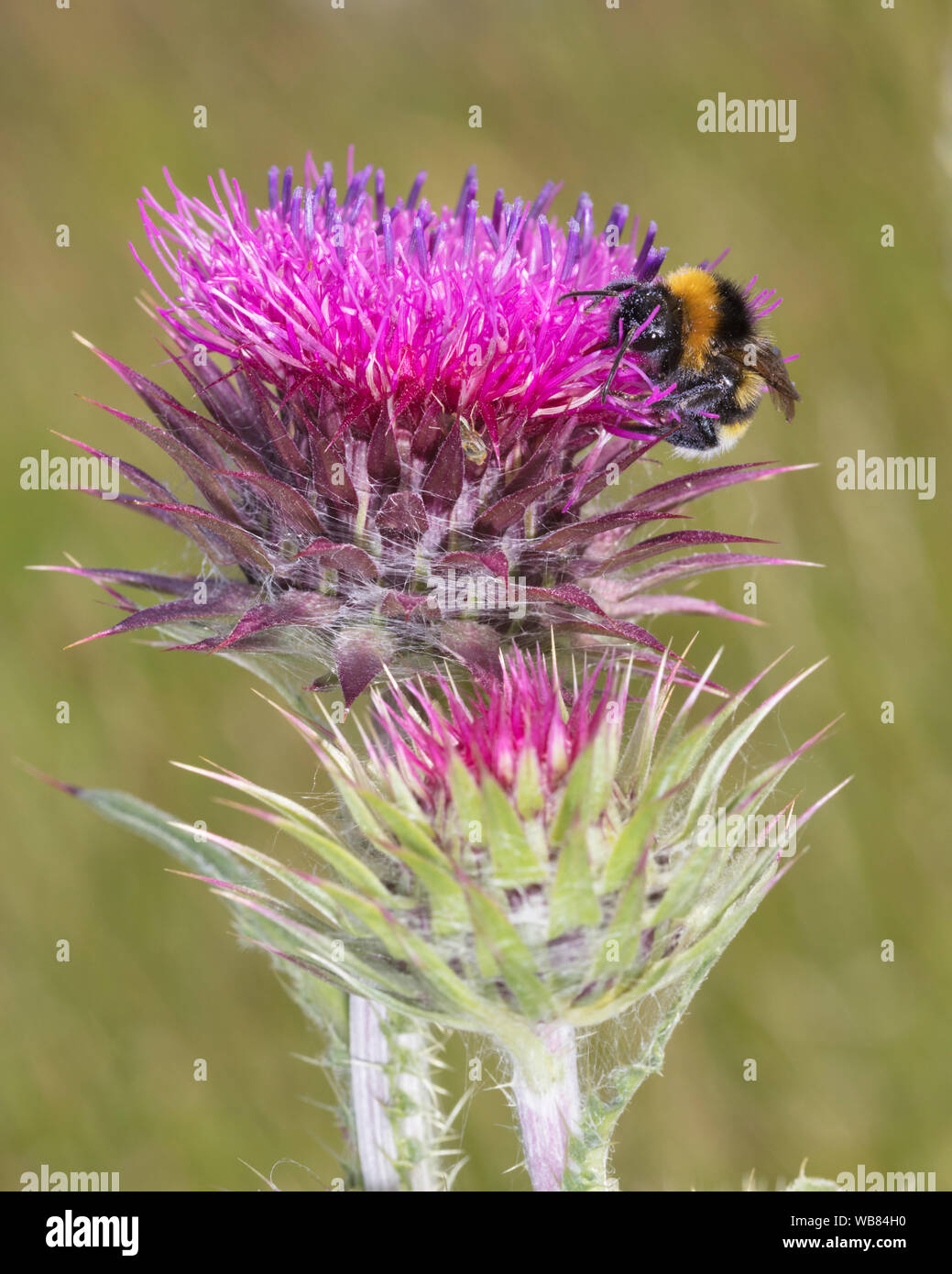 White-tailed bumblebee, Bombus lucorum avanzamento sul cardo il polline Foto Stock
