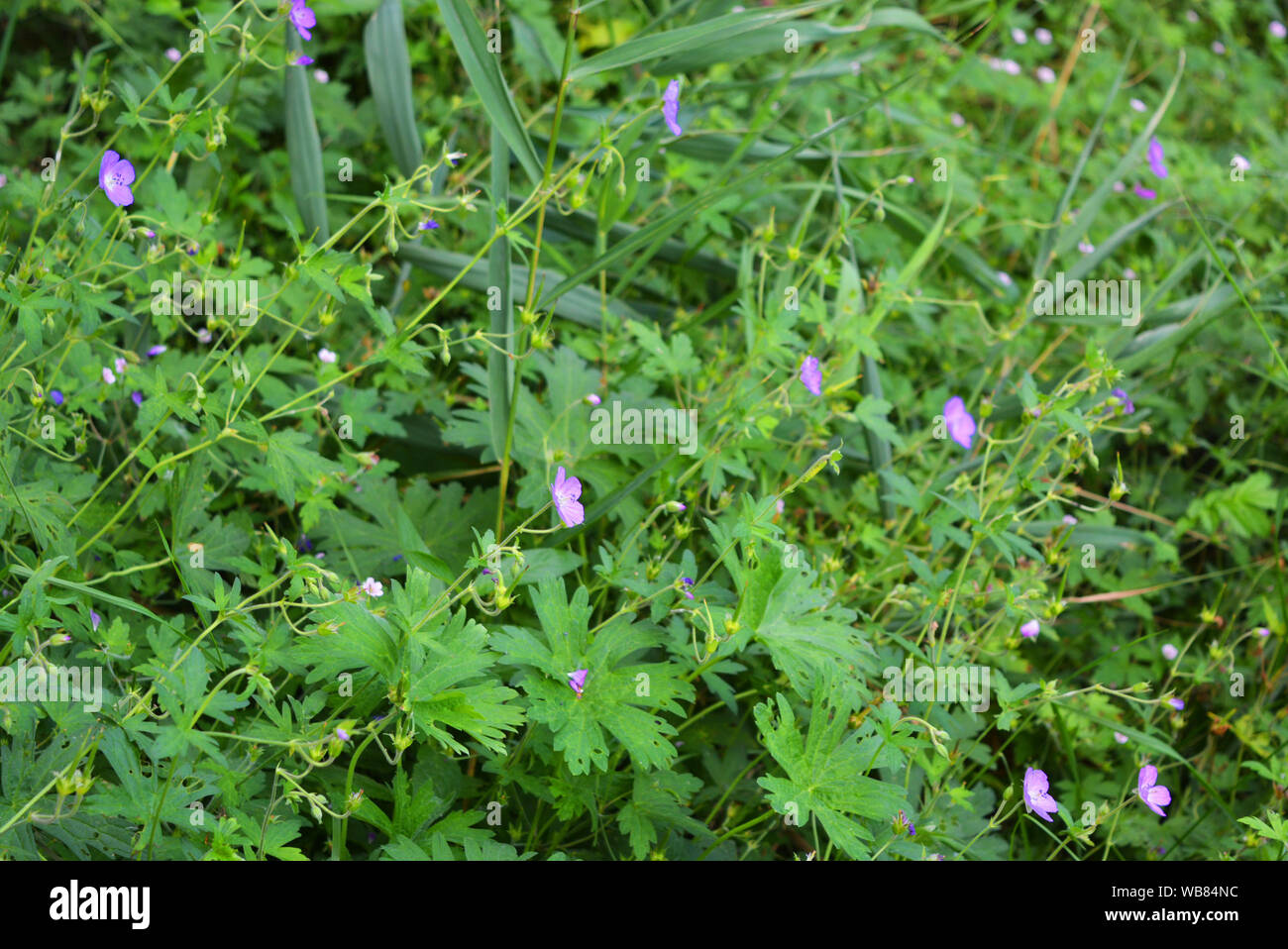 Viola insolito con fiori bianchi tra belle foglie verdi. Foto Stock