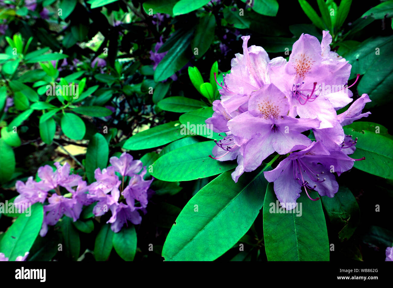 Piante come arte (artefatto). Foto Stock