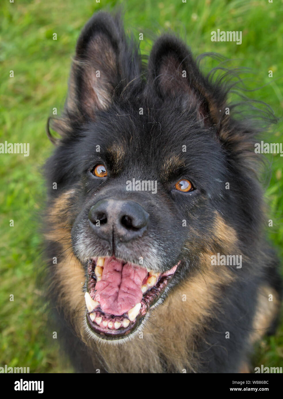 Il vecchio pastore tedesco cane su un prato, 11 anni cane maschio, ritratto di testa Foto Stock