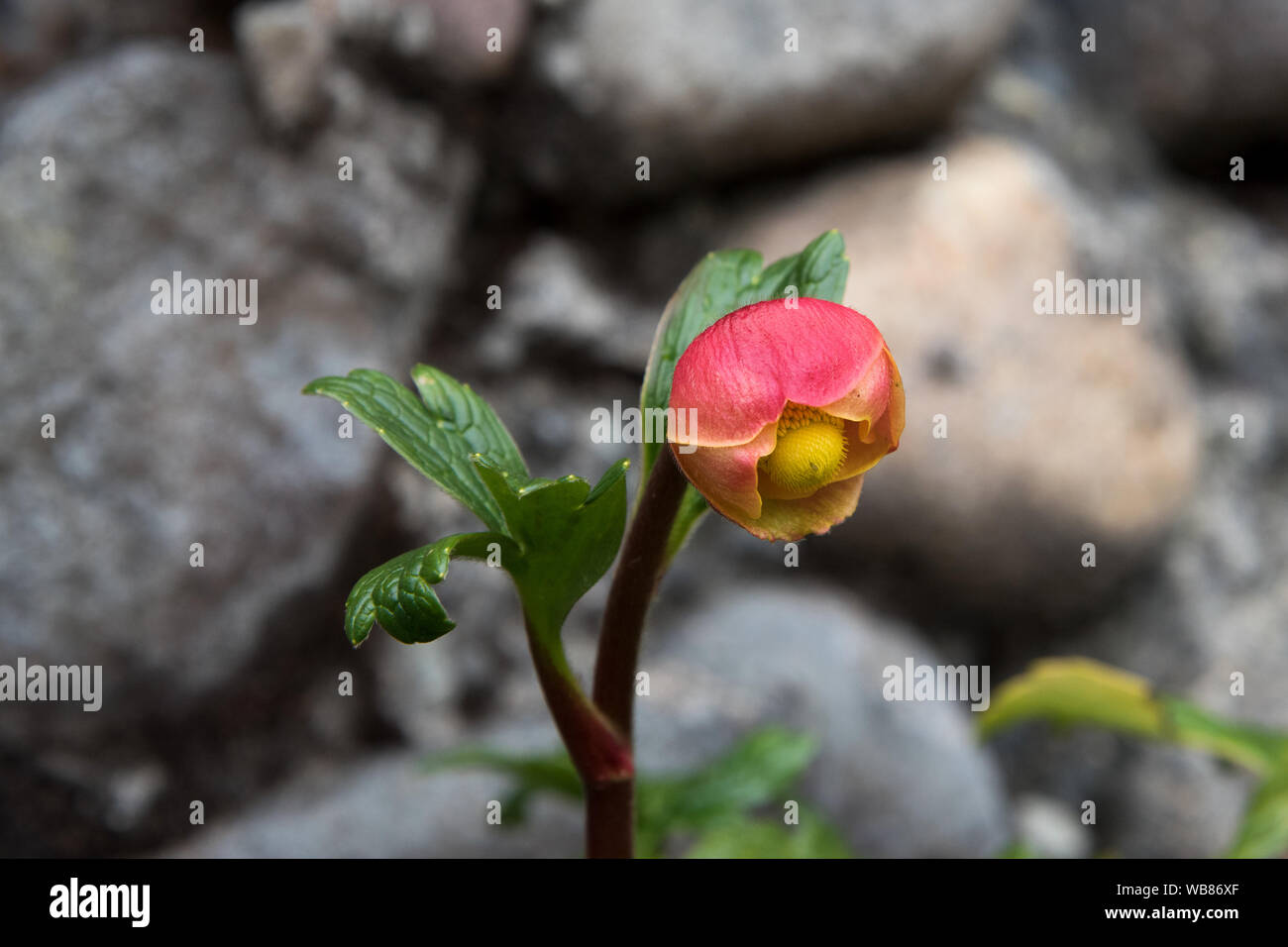 Giallo-rosso fiori che crescono sul Páramo highland in riserva Ecológica El Ángel a 3800 metri nelle Ande del nord dell'Ecuador. Foto Stock