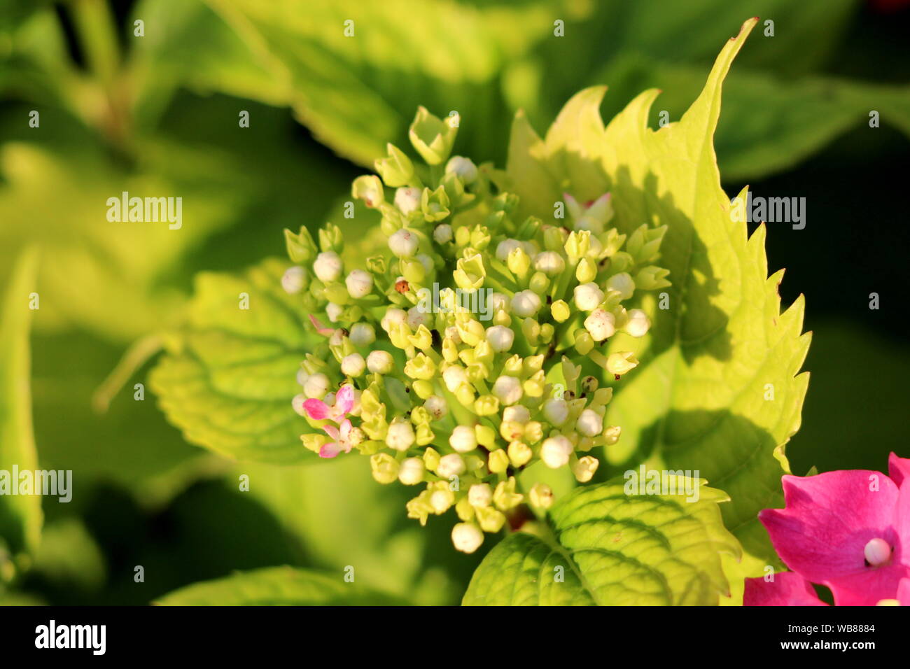 Ortensia o Hortensia arbusto giardino chiuso con boccioli di fiori  circondata con le frastagliate foglie di colore verde chiaro e scuro aperto  fiori di colore rosa Foto stock - Alamy